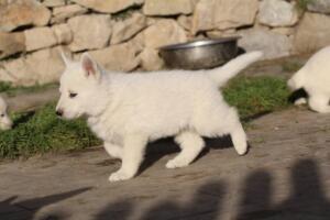 White-Swiss-Shepherd-Puppies-short-coat 5612