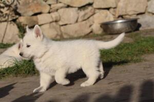 White-Swiss-Shepherd-Puppies-short-coat 5613