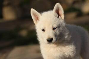 White-Swiss-Shepherd-Puppies-short-coat 5619