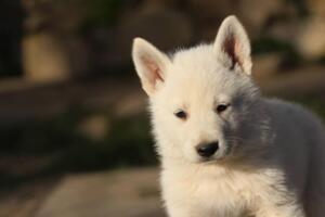White-Swiss-Shepherd-Puppies-short-coat 5620