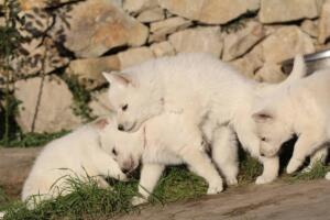 White-Swiss-Shepherd-Puppies-short-coat 5633