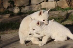 White-Swiss-Shepherd-Puppies-short-coat 5651