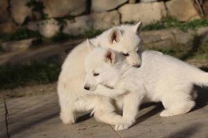 White-Swiss-Shepherd-Puppies-short-coat 5652