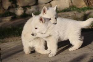 White-Swiss-Shepherd-Puppies-short-coat 5653