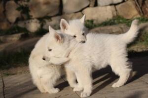 White-Swiss-Shepherd-Puppies-short-coat 5654