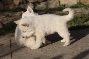 White-Swiss-Shepherd-Puppies-short-coat 5655