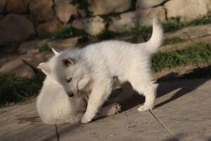 White-Swiss-Shepherd-Puppies-short-coat 5657