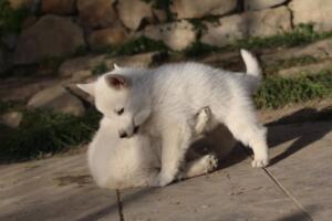 White-Swiss-Shepherd-Puppies-short-coat 5658