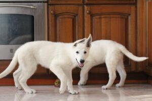 White-Shepherd-Puppies-Short-Coat-5271