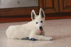 White-Shepherd-Puppies-Short-Coat-5283