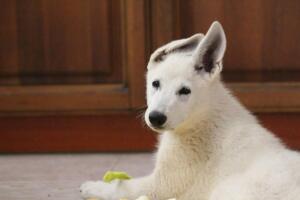 White-Shepherd-Puppies-Short-Coat-5356