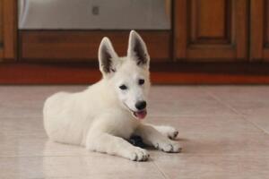 White-Shepherd-Puppies-Short-Coat-5374