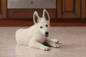White-Shepherd-Puppies-Short-Coat-5375