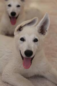 White-Shepherd-Puppies-Short-Coat-5430