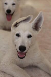 White-Shepherd-Puppies-Short-Coat-5433