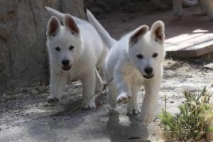 White-Swiss-Shepherd-Puppies-for-Sale-0929