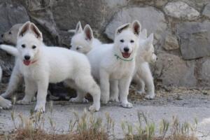 White-Swiss-Shepherd-Puppies-for-Sale-0952