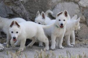 White-Swiss-Shepherd-Puppies-for-Sale-0953