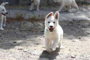 White-Swiss-Shepherd-Puppies-for-Sale-0958