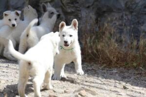 White-Swiss-Shepherd-Puppies-for-Sale-0968