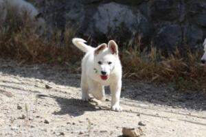 White-Swiss-Shepherd-Puppies-for-Sale-0985