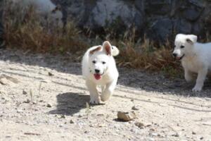 White-Swiss-Shepherd-Puppies-for-Sale-0986