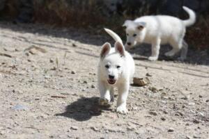 White-Swiss-Shepherd-Puppies-for-Sale-0987