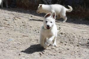 White-Swiss-Shepherd-Puppies-for-Sale-0988