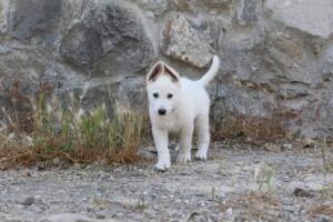 White-Swiss-Shepherd-Puppies-for-Sale-1006