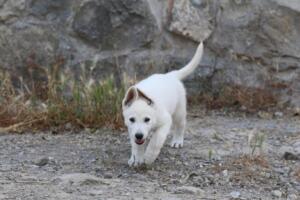 White-Swiss-Shepherd-Puppies-for-Sale-1009