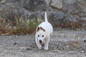 White-Swiss-Shepherd-Puppies-for-Sale-1010