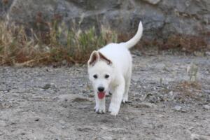 White-Swiss-Shepherd-Puppies-for-Sale-1011