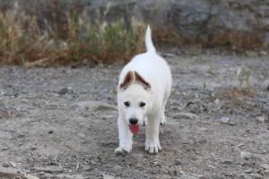 White-Swiss-Shepherd-Puppies-for-Sale-1012