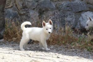 White-Swiss-Shepherd-Puppies-for-Sale-1013