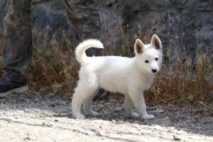 White-Swiss-Shepherd-Puppies-for-Sale-1015