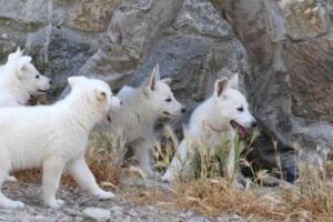 White-Swiss-Shepherd-Puppies-for-Sale-1028