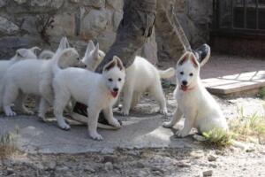 White-Swiss-Shepherd-Puppies-for-Sale-1062