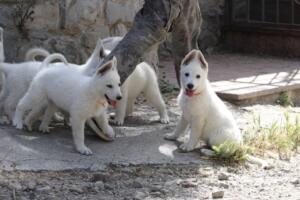 White-Swiss-Shepherd-Puppies-for-Sale-1063
