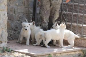 White-Swiss-Shepherd-Puppies-for-Sale-1071