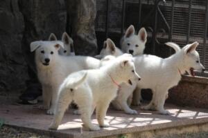 White-Swiss-Shepherd-Puppies-for-Sale-1087