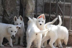White-Swiss-Shepherd-Puppies-for-Sale-1092