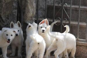 White-Swiss-Shepherd-Puppies-for-Sale-1093