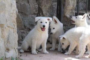 White-Swiss-Shepherd-Puppies-for-Sale-1094