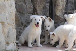 White-Swiss-Shepherd-Puppies-for-Sale-1095