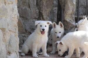 White-Swiss-Shepherd-Puppies-for-Sale-1096