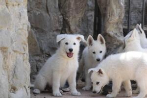 White-Swiss-Shepherd-Puppies-for-Sale-1097