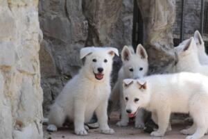 White-Swiss-Shepherd-Puppies-for-Sale-1098