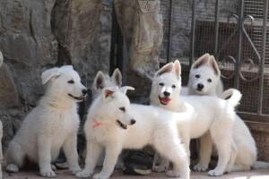White-Swiss-Shepherd-Puppies-for-Sale-1105