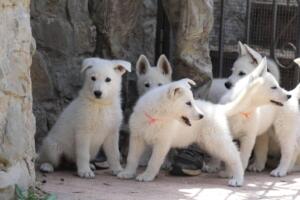 White-Swiss-Shepherd-Puppies-for-Sale-1107