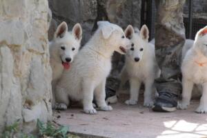 White-Swiss-Shepherd-Puppies-for-Sale-1110